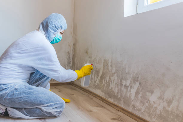 Licensed Commercial Mold Remediation service in Warrenville, IL - WQB Mold Removal