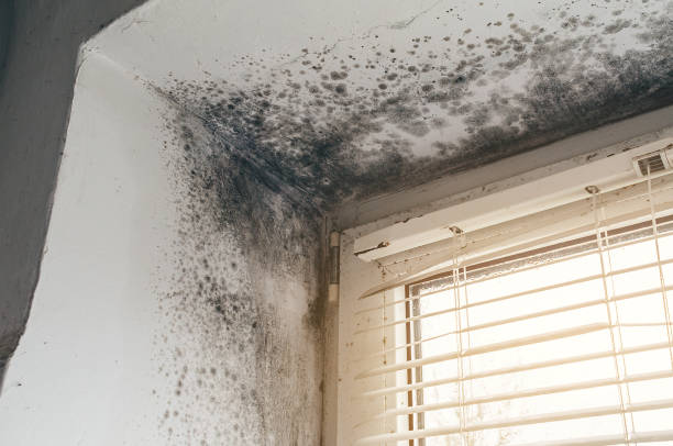 Affordable Commercial Mold Remediation solutions in Warrenville, IL